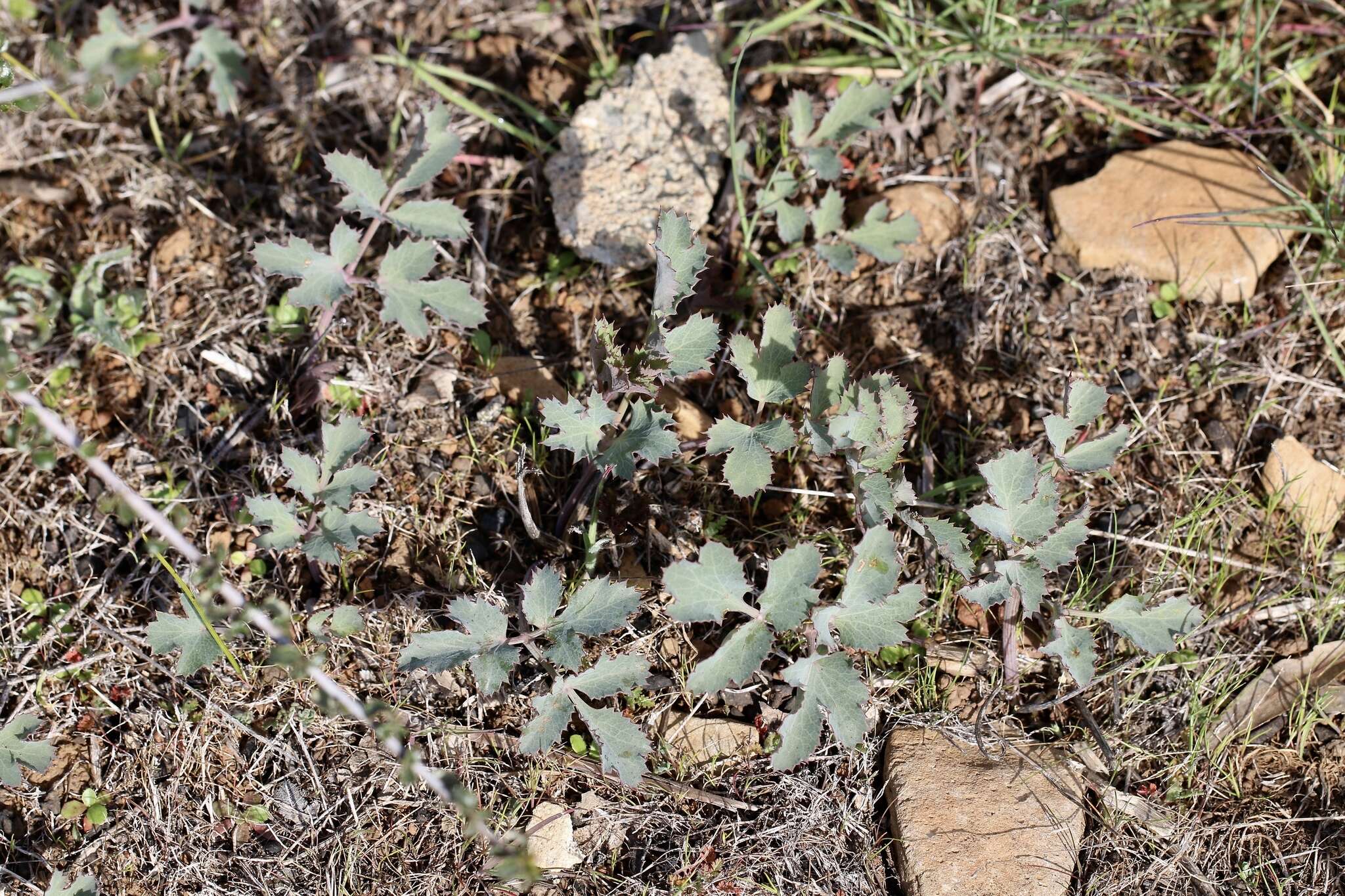 Слика од Lomatium repostum (Jepson) Mathias