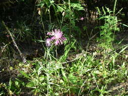 Image of spotted knapweed