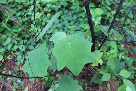 Image of Roldana chapalensis (S. Wats.) H. Rob. & Brettell