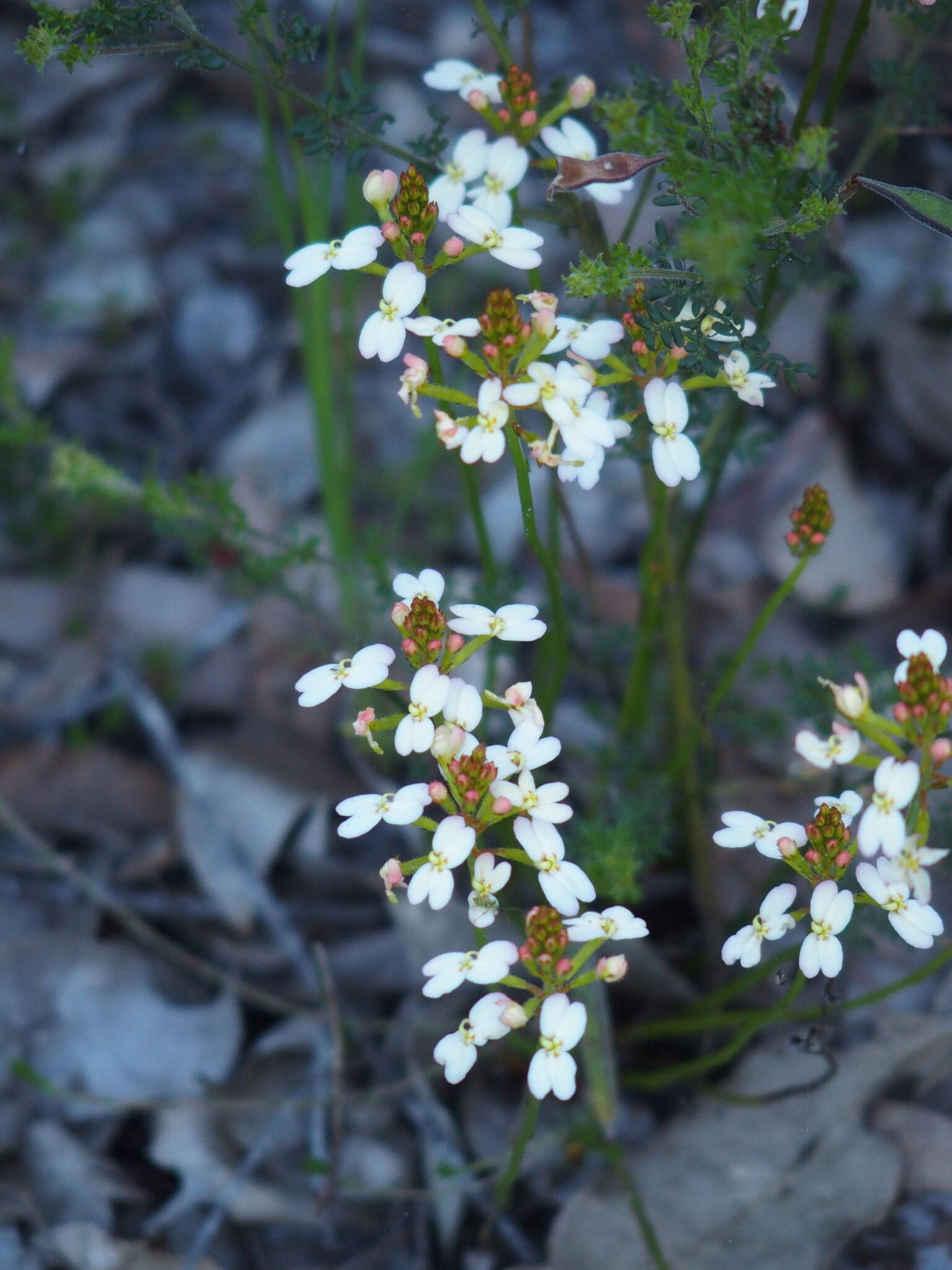 Image of Stylidium junceum R. Br.