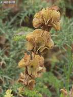 Image of Salvia multicaulis Vahl