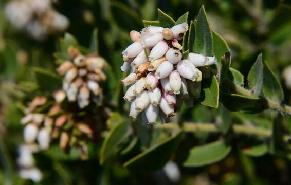 Image of whitehair manzanita