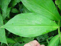 Image of spiral ginger