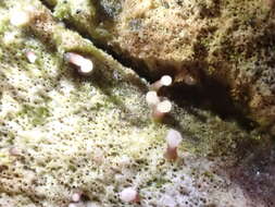 Image of Cornucopiella fusispora (P. Karst.) Seifert 1985