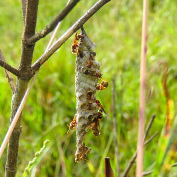 Image of Ropalidia fasciata (Fabricius 1804)