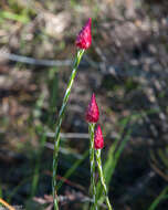 Image of Edmondia sesamoides (L.) O. M. Hilliard