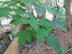 Image of Drummond's maple