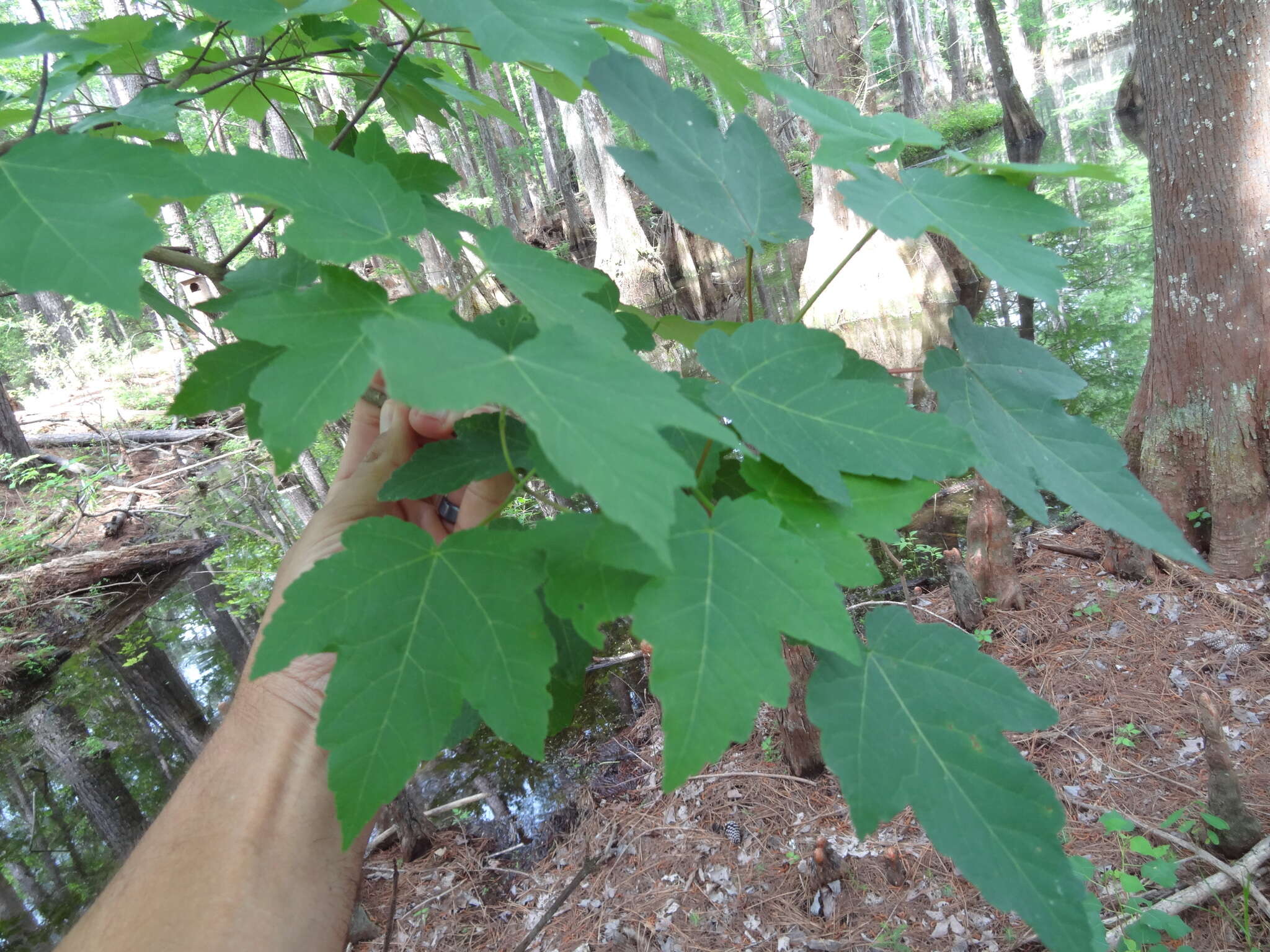 Sivun Acer rubrum var. drummondii (Hook. & Arn. ex Nutt.) Sarg. kuva