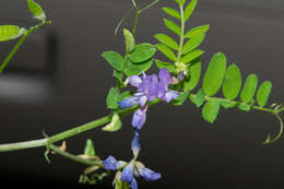 Image of Louisiana vetch