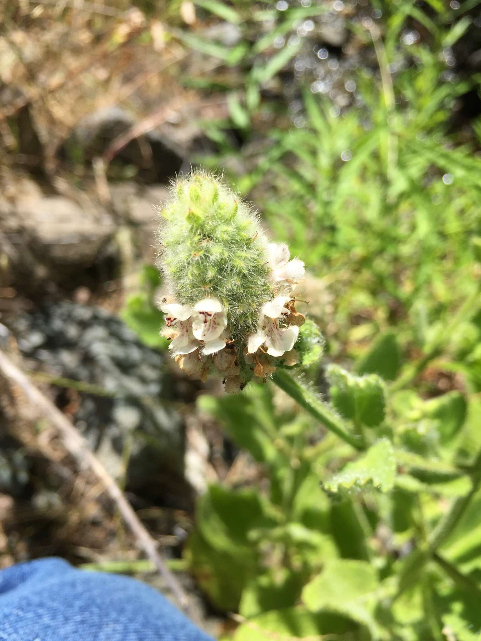 Imagem de Stachys pycnantha Benth.