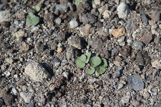 Image of Viola crassa (Makino) Makino