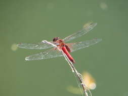 Tramea abdominalis (Rambur 1842) resmi