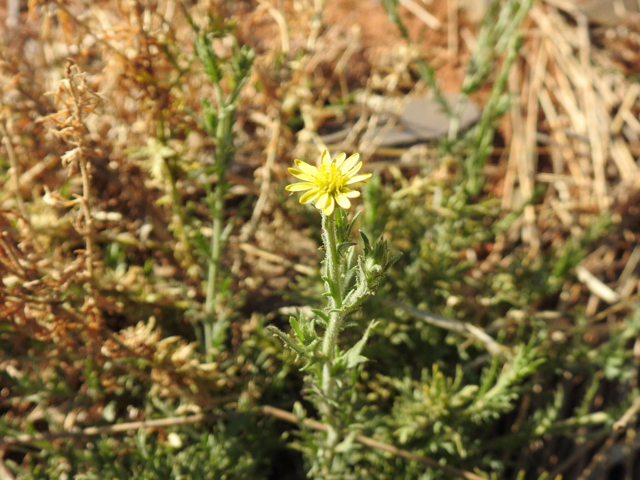 Plancia ëd Osteospermum muricatum E. Mey. ex DC.