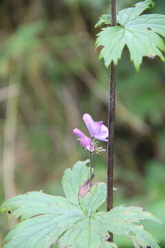 Aconitum septentrionale subsp. rubicundum (Fisch.) V. N. Voroschilov resmi