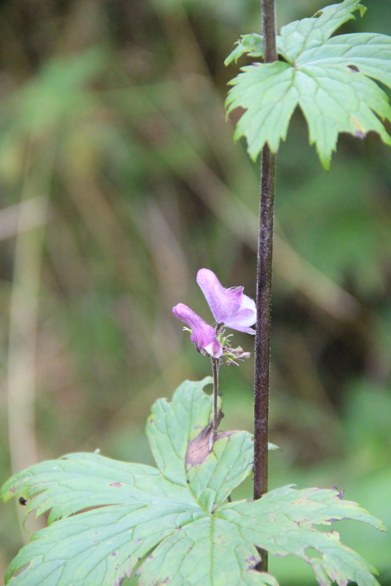 Aconitum septentrionale subsp. rubicundum (Fisch.) V. N. Voroschilov resmi