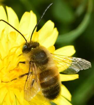 Image of Eucera nigrilabris Lepeletier 1841