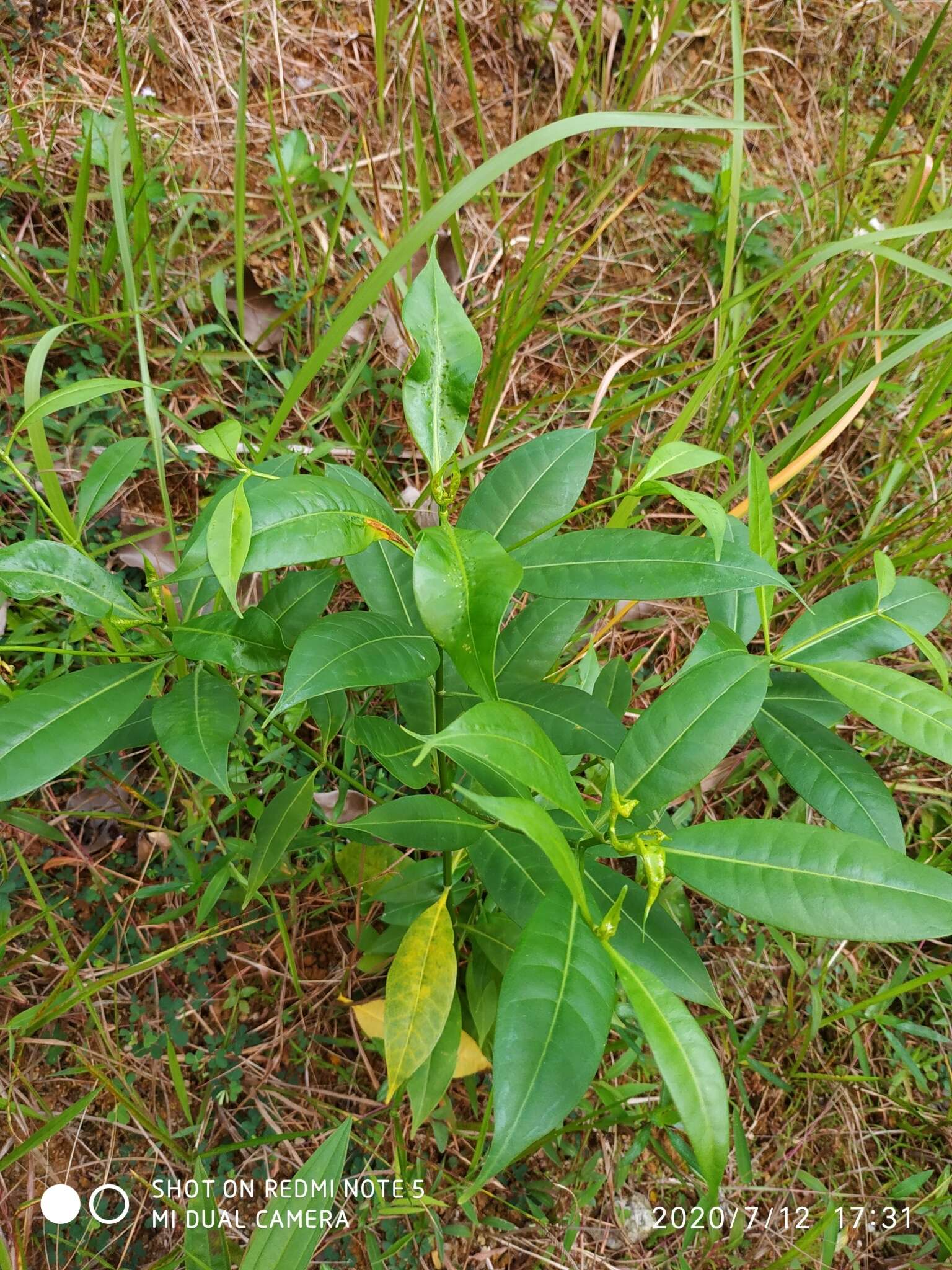 Image of Cyrtophyllum