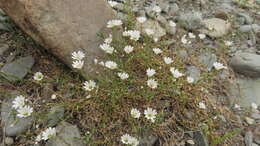 Plancia ëd Cerastium cerastoides (L.) Britton