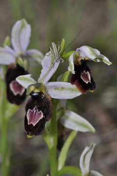 Image of Ophrys flavicans Vis.