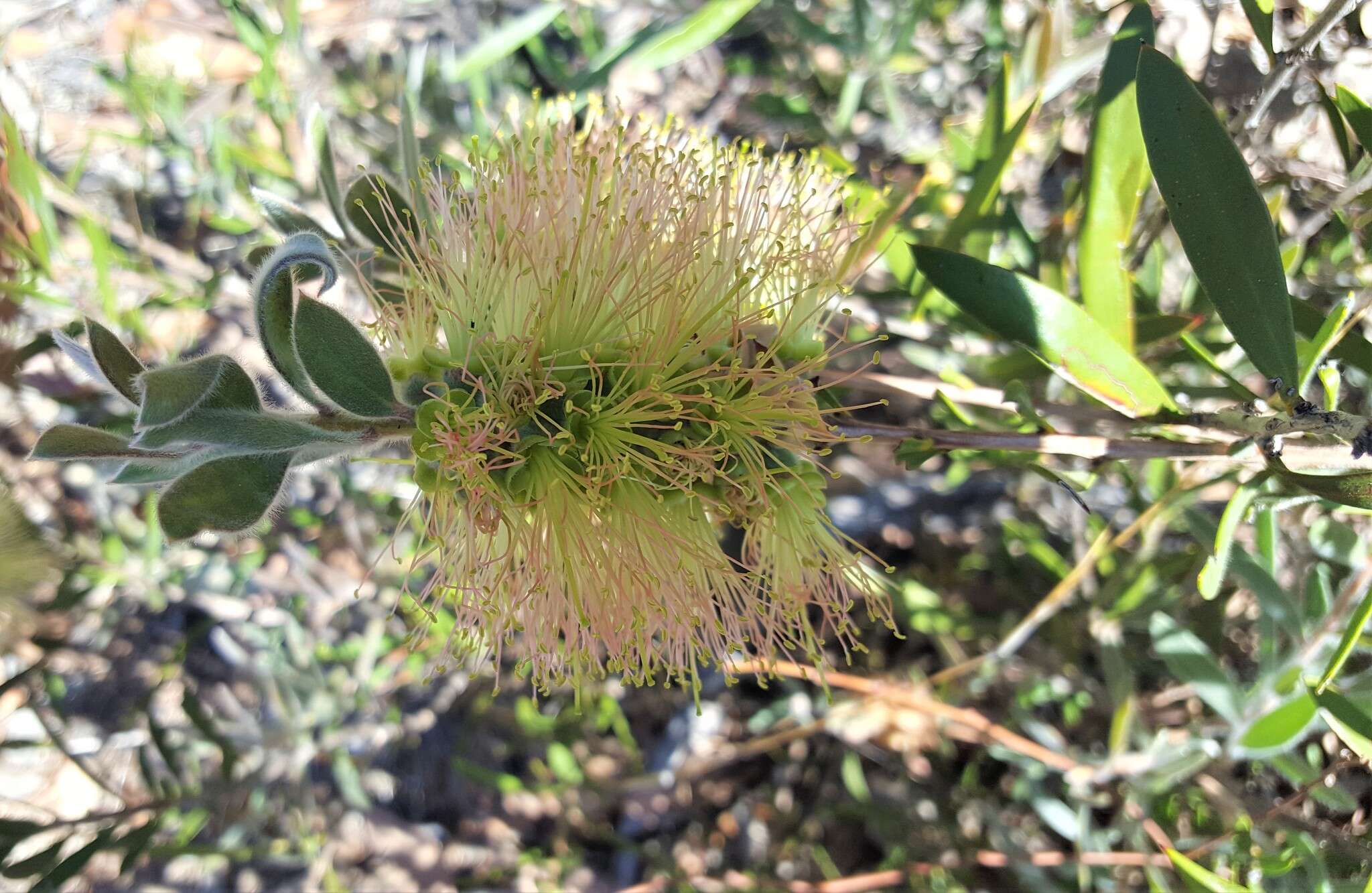 صورة Callistemon flavovirens (Cheel) Cheel