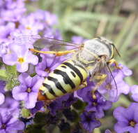 Image of Bembix capensis Lepeletier 1845