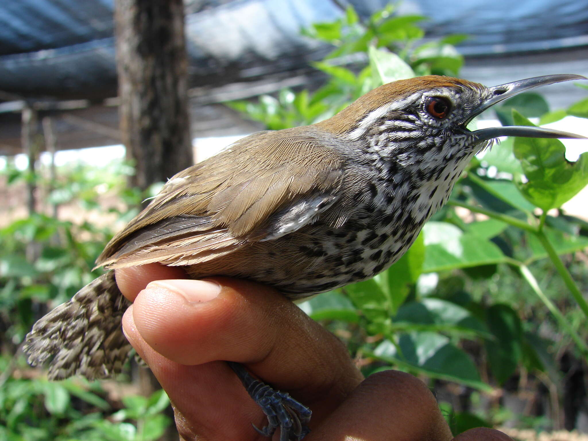 Image of Spot-breasted Wren