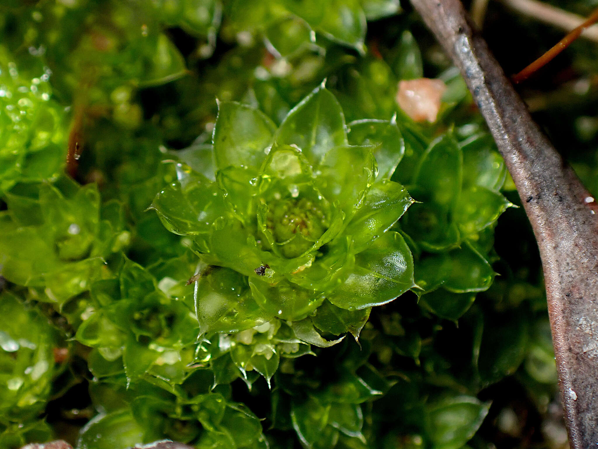 Image of <i>Rosulabryum billardierei</i>