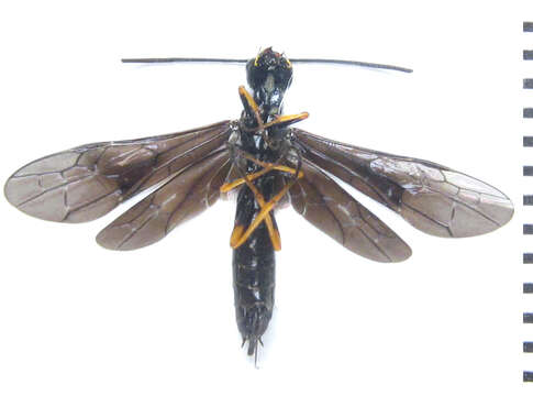 Image of <i>Cephus fumipennis</i>