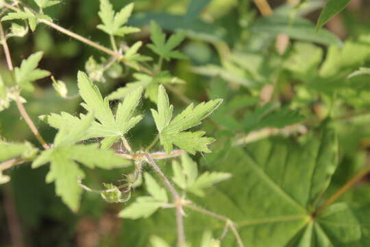 Imagem de Geranium divaricatum Ehrh.