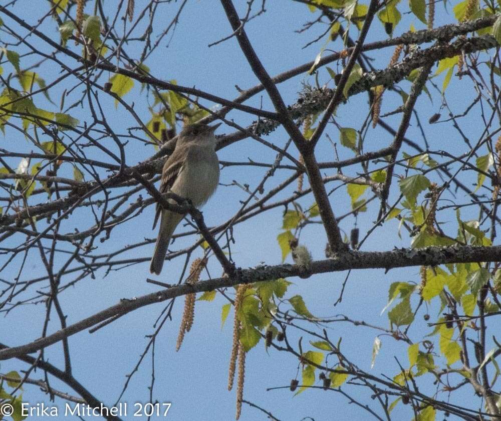 Image of Alder Flycatcher