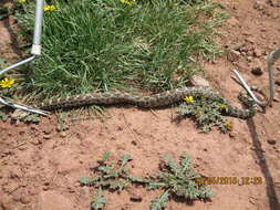Image of Oaxacan Pygmy Rattlesnake; exiguus