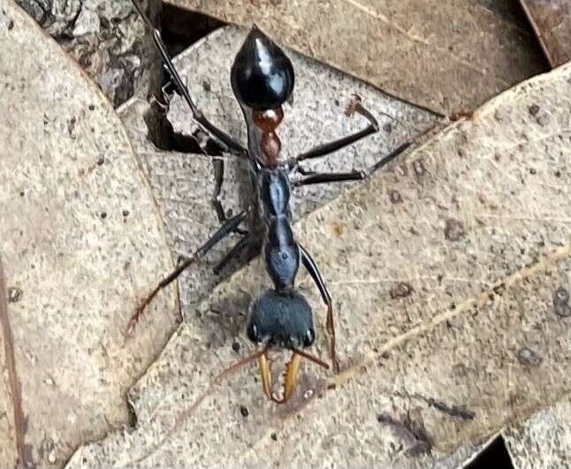 Image of Myrmecia rufinodis Smith 1858