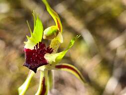 Image of Mallee spider orchid