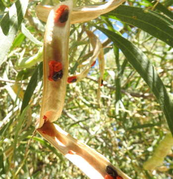 Image de Acacia salicina Lindl.