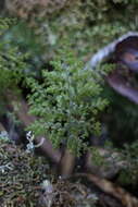 Image of Hymenophyllum paniculiflorum Presl