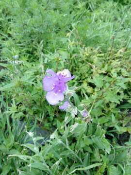 Image of leatherleaf spiderwort