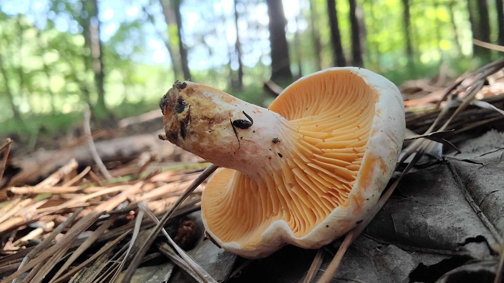 Слика од Lactarius salmoneus Peck 1898