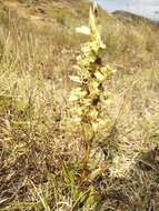 Image of Michoacán lady orchid