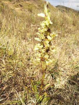 Imagem de Dichromanthus michuacanus (Lex.) Salazar & Soto Arenas