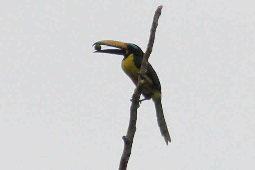 Image of Lettered Aracari