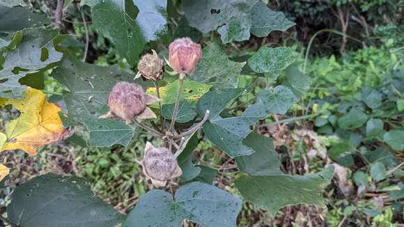 牧野氏山芙蓉的圖片