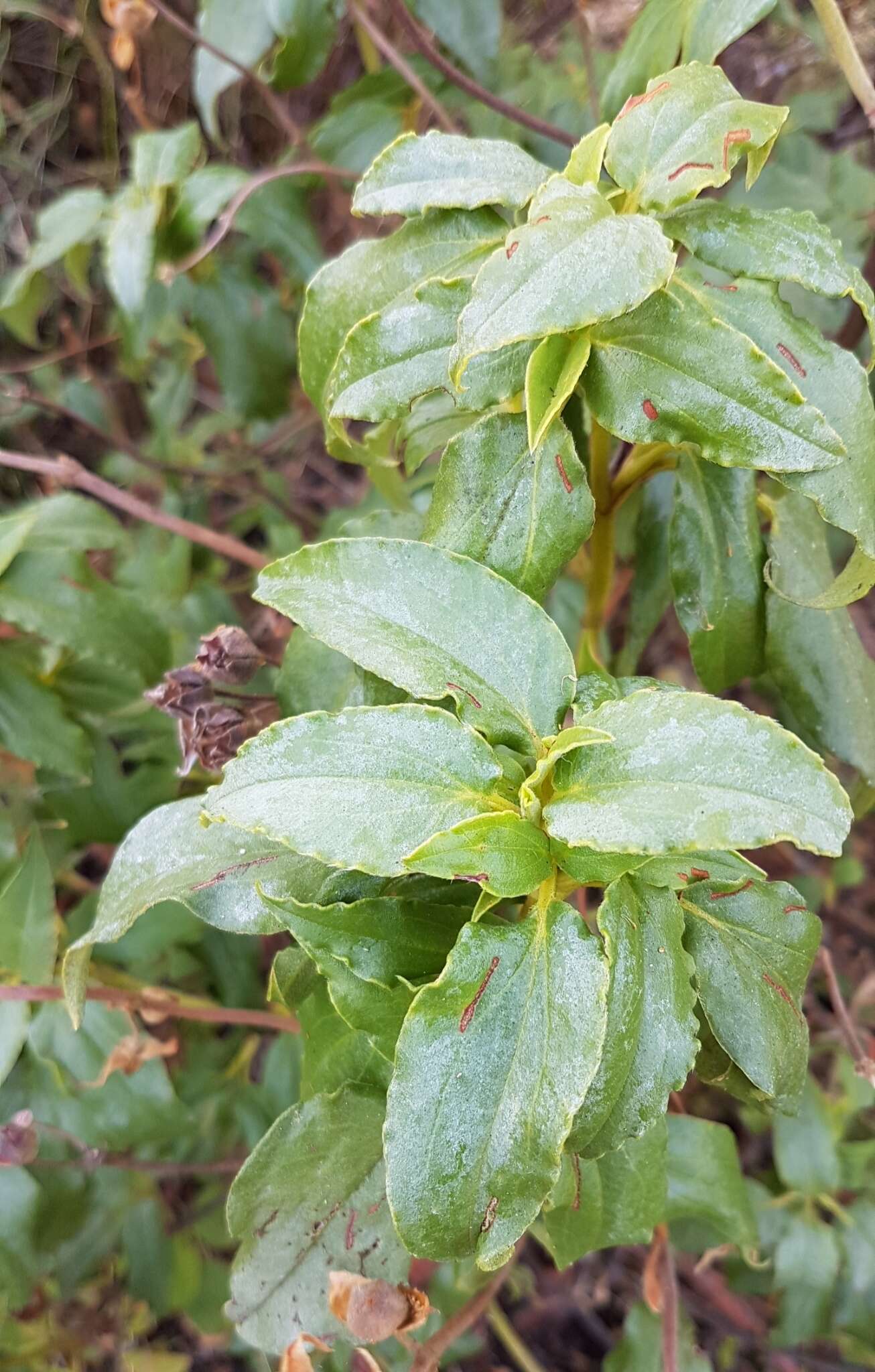 Image of Laurel-leaved Rock-rose