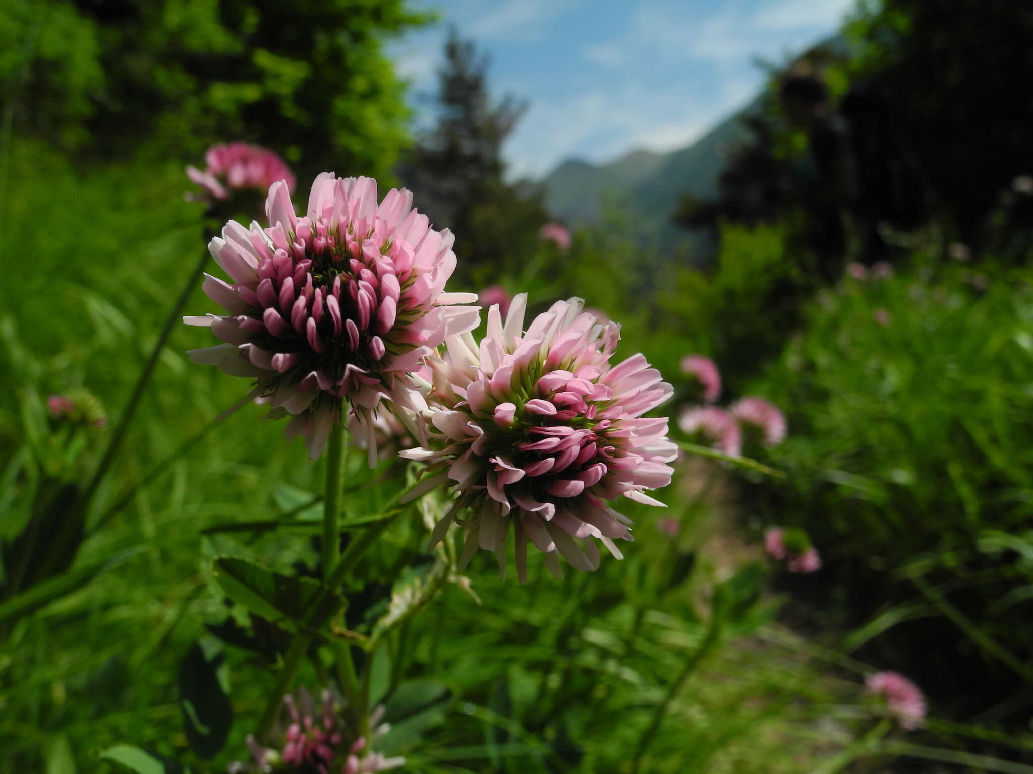 صورة Trifolium montanum subsp. rupestre (Ten.) Pignatti