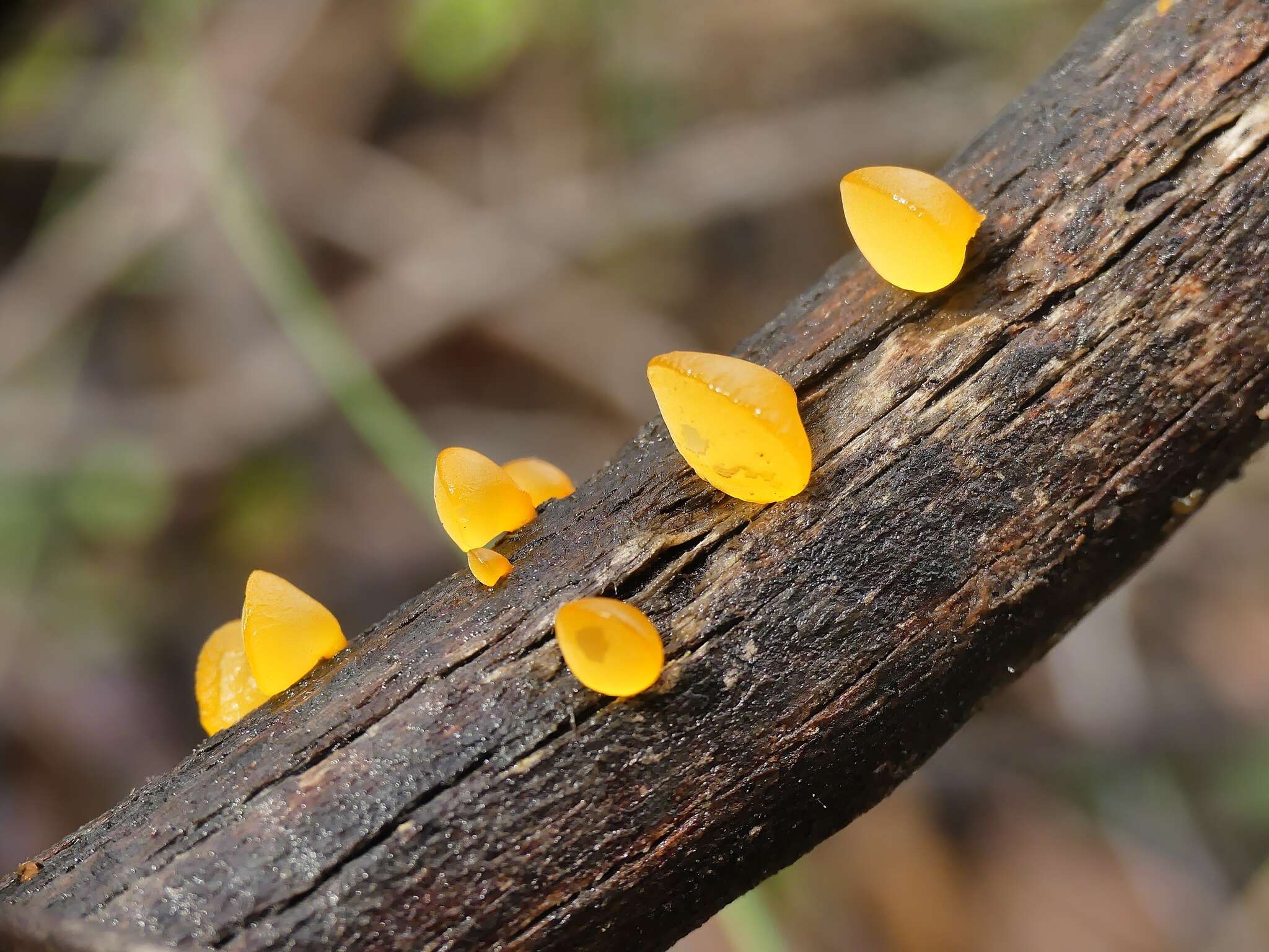 Image of Heterotextus peziziformis (Berk.) Lloyd 1922