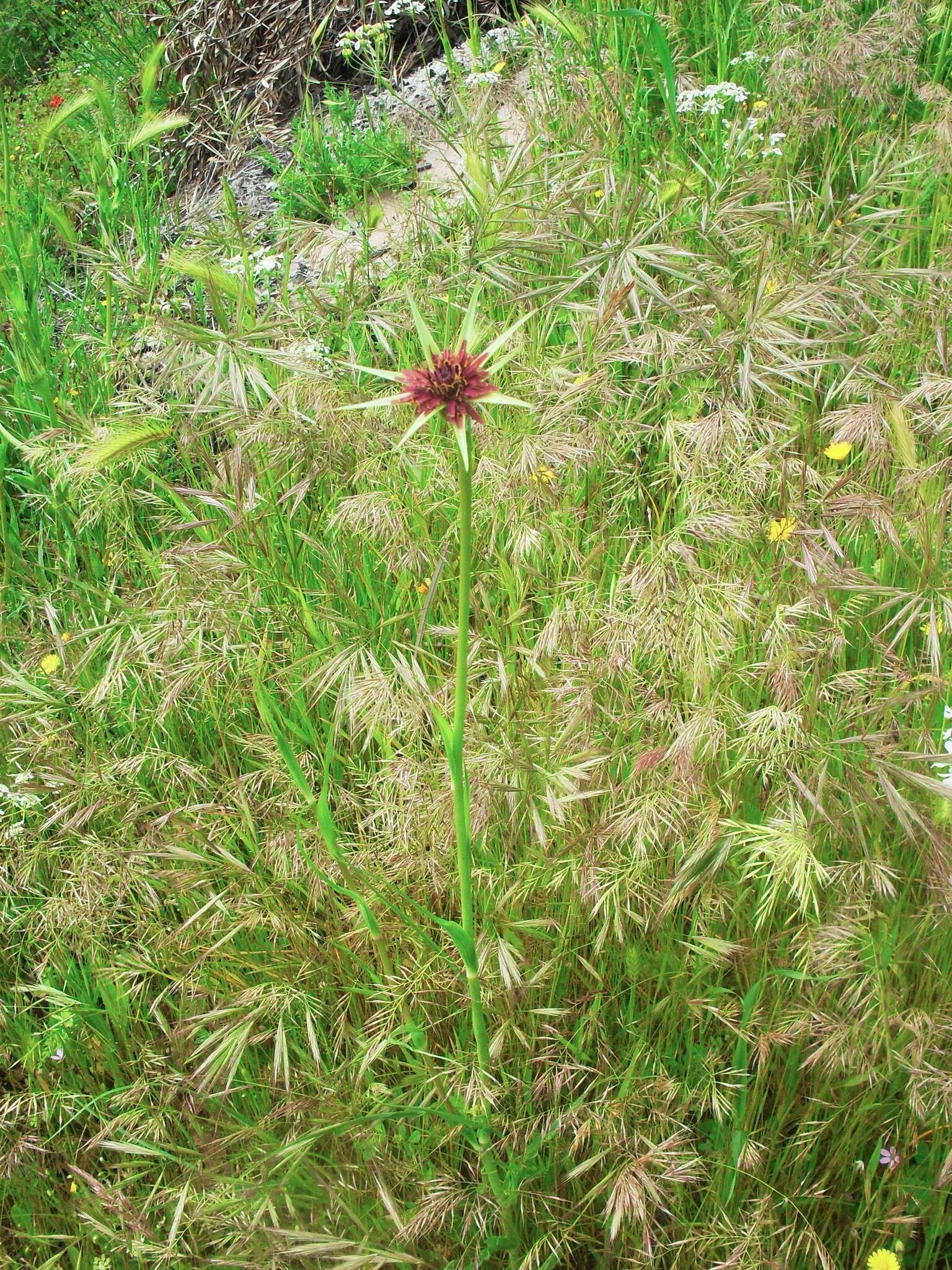 Image of Tragopogon porrifolius subsp. porrifolius