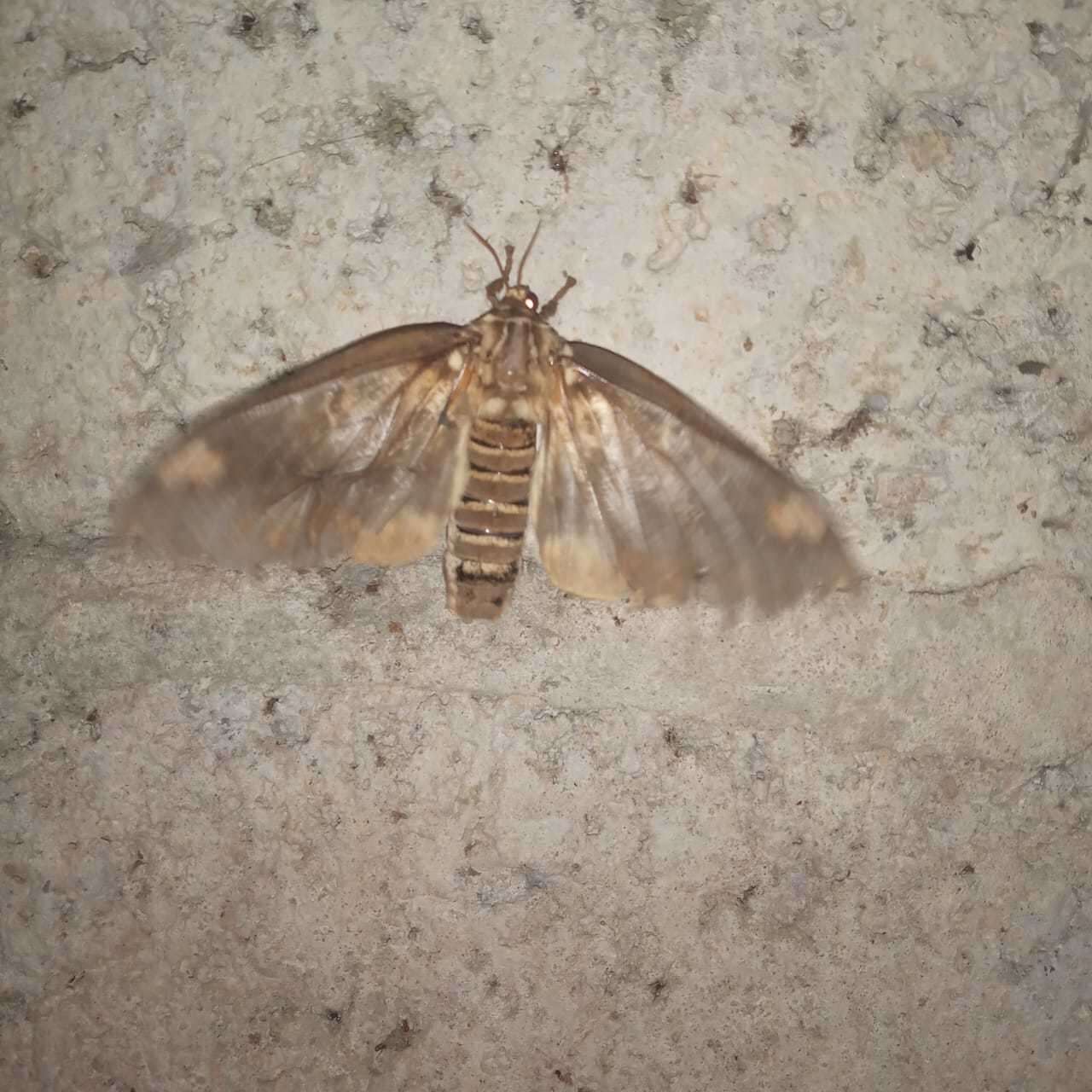 Image of Citheronia bellavista cinerea Lemaire 1982