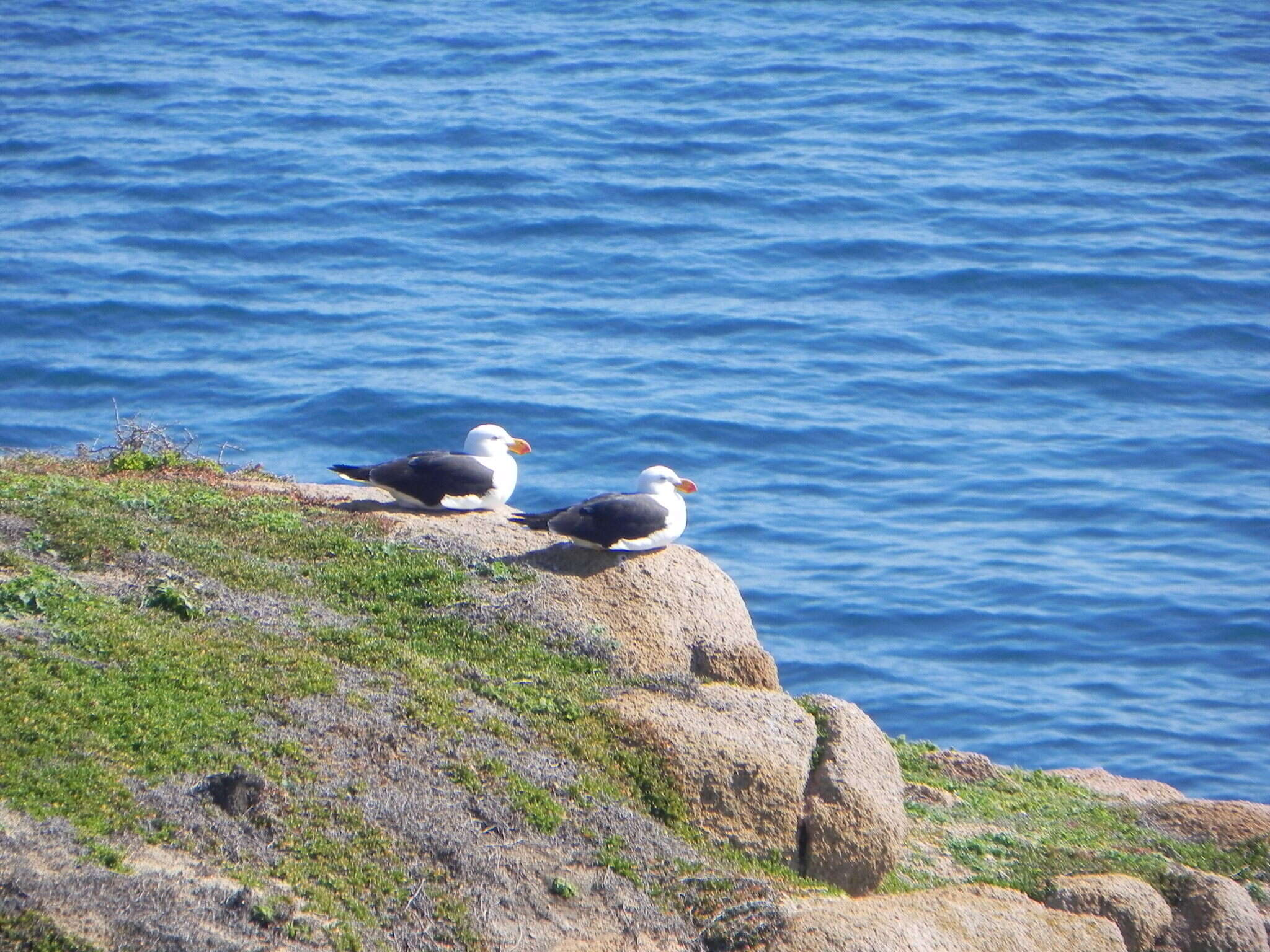 Image of Pacific Gull