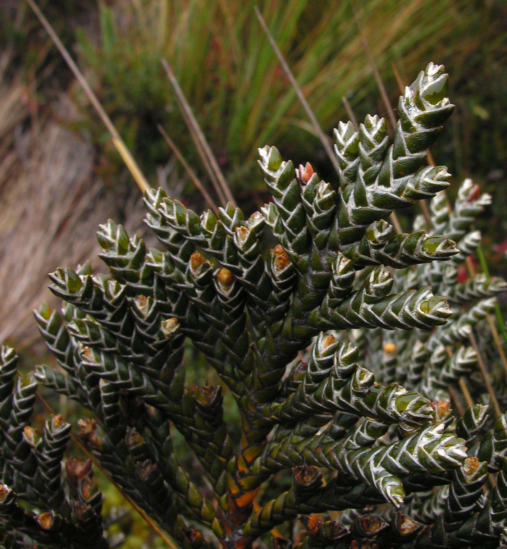 Image of Andicolea thuyoides (Lam.) Mayta & Molinari