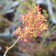 Image of Stirlingia latifolia (R. Br.) Steudel