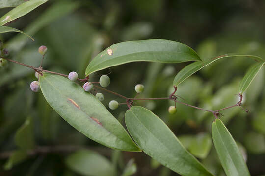 Image of Smilax glabra Roxb.